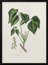 Poison Ivy (rhus Toxicodendron) Medical Botany Poster