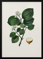 Poison Nu (strychnos Nux Vomica) Medical Botany Poster