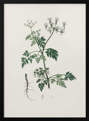 Poison Parsley (aethusa Cynapium) Medical Botany Poster