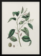 Purging Croton (croton Tiglium) Medical Botany Poster