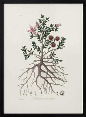 Rhatany (krameria Triandrea) Medical Botany Poster