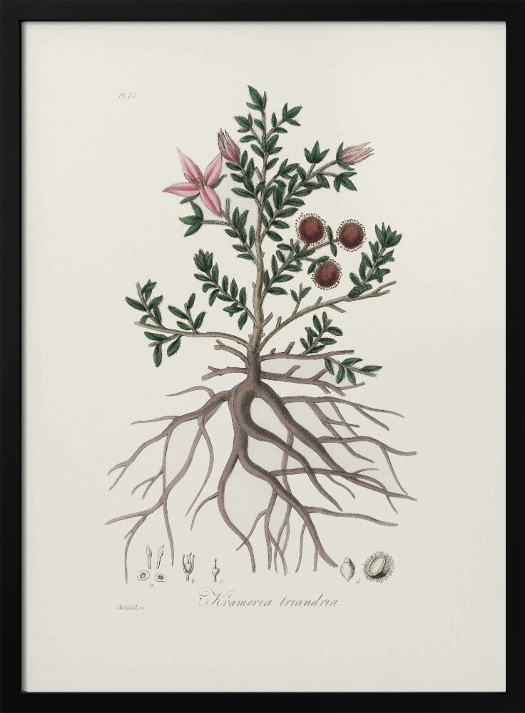 Rhatany (krameria Triandrea) Medical Botany Poster