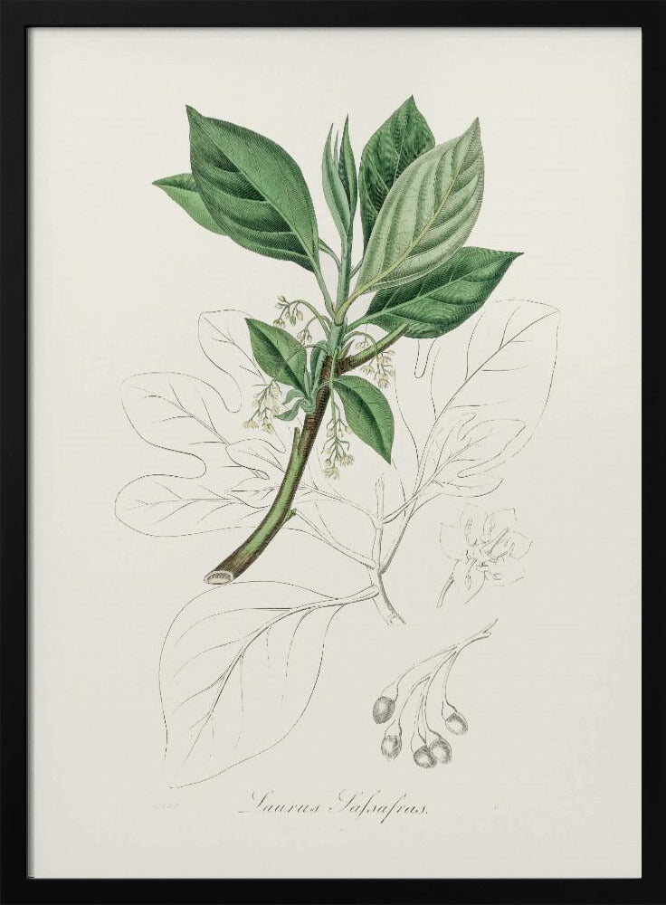 Sassafras (laurus Sassafras) Medical Botany Poster