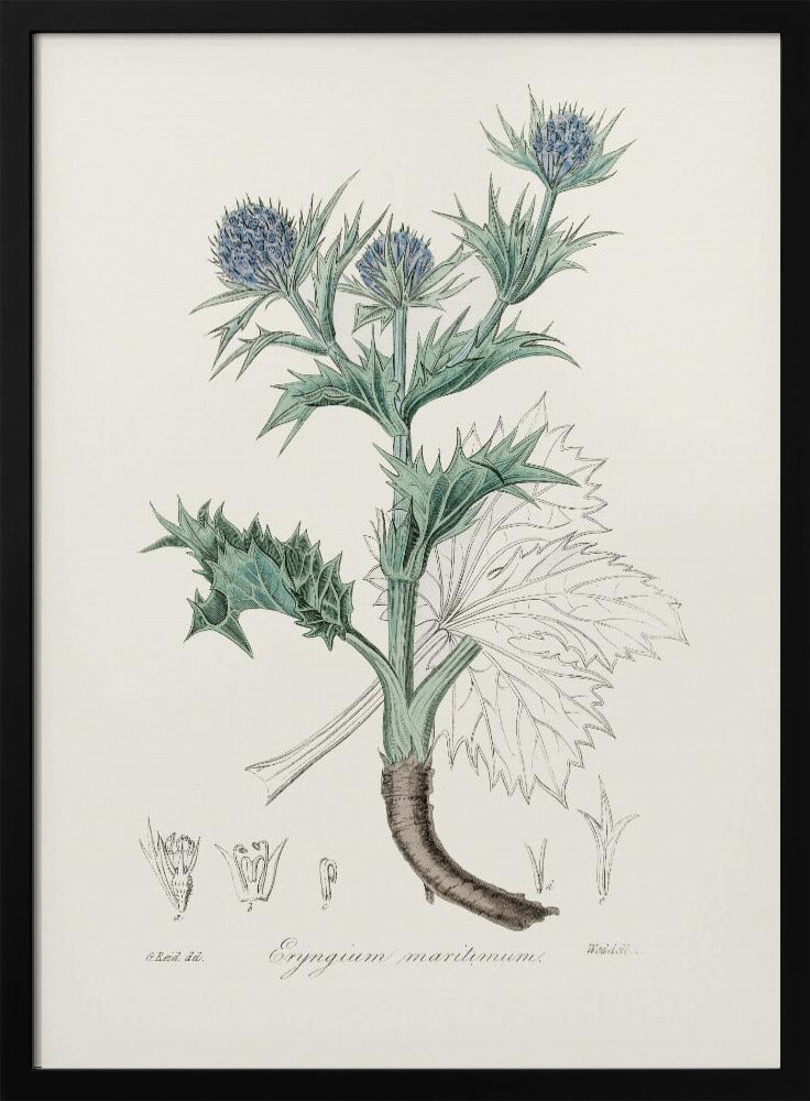 The Sea Holly (eryngium Mmaritimum) Medical Botany Poster