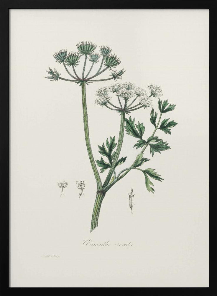 Water Dropwort (onanthe Grocata) Medical Botany Poster