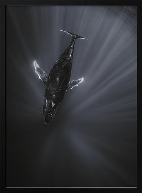 Light and Whale Poster