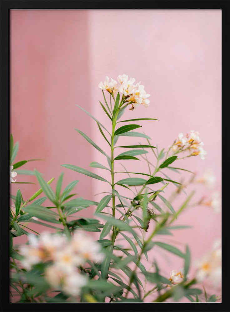 Soft greens and Pink | Botanical Oaxaca Mexico Poster