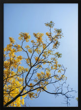 Yellow Bloom | Oaxaca Mexico Poster