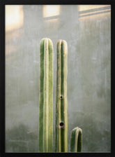 Greens and grey | Cacti in Oaxaca Mexico Poster