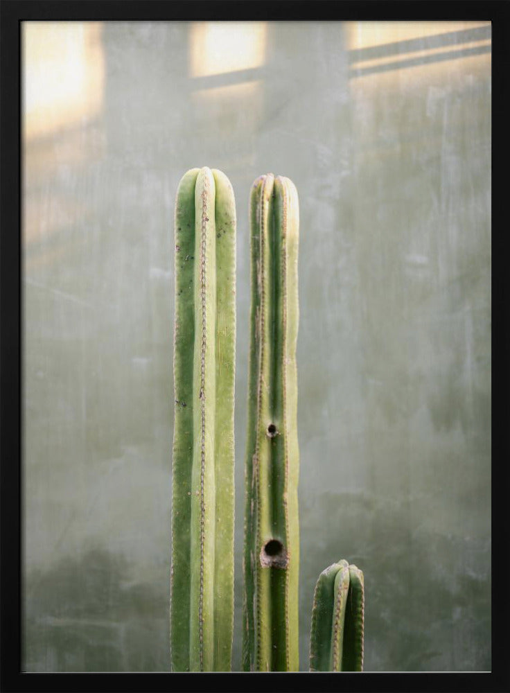 Greens and grey | Cacti in Oaxaca Mexico Poster