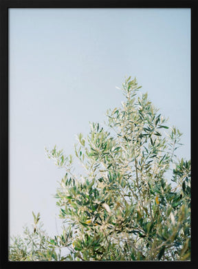 Olives In Ostuni | Italy Travel Photography Poster