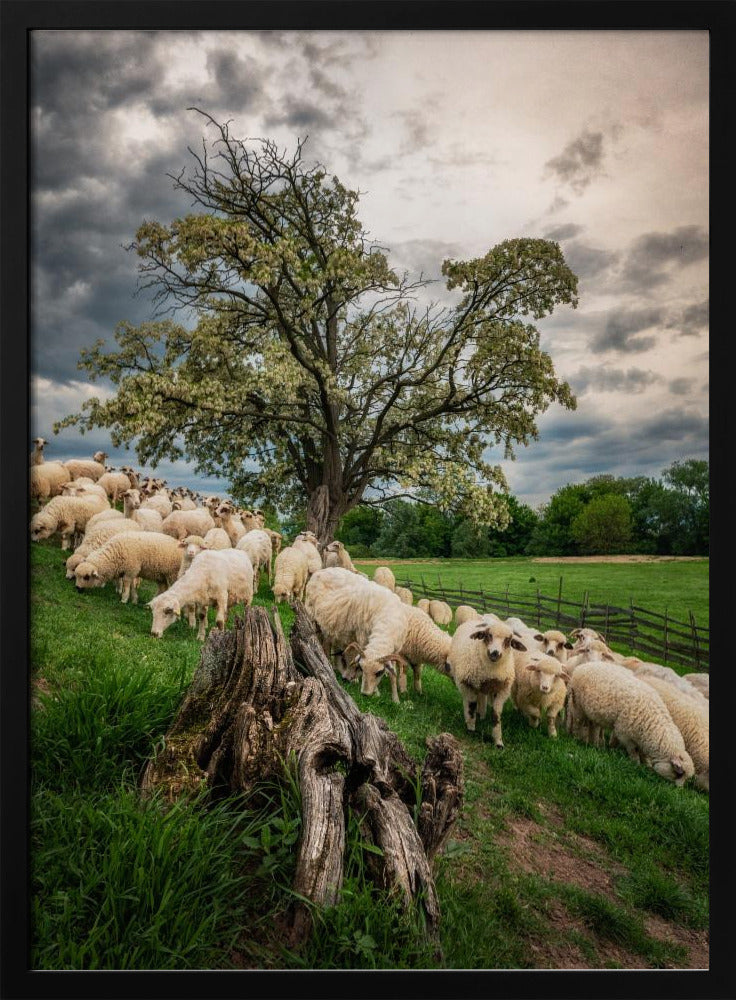 On pasture Poster