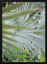 Shades of Green  Botanical Mexico City Poster