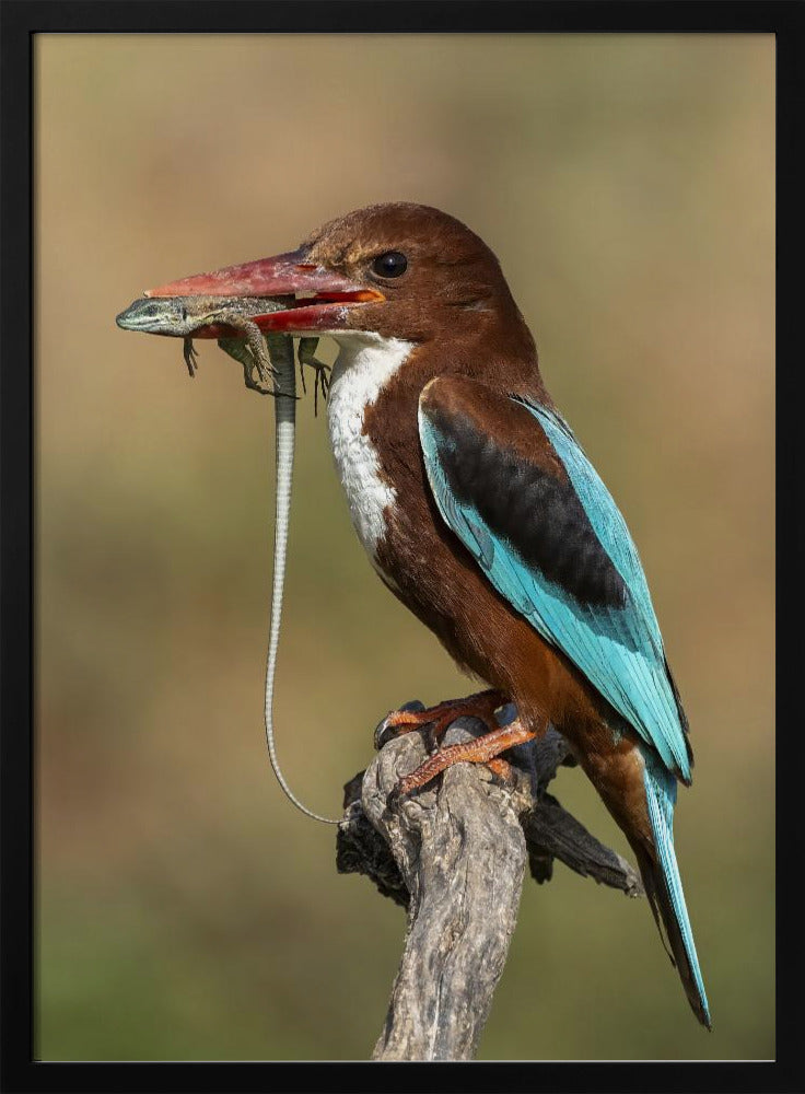 White-throated kingfisher AZ Poster