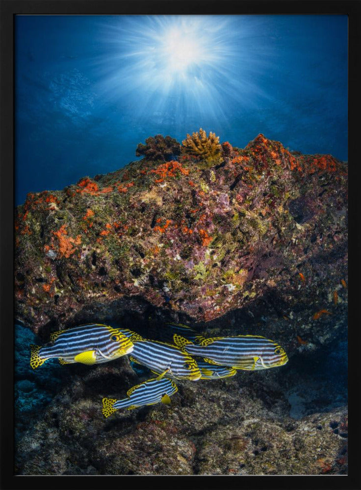 Oriental sweetlips under the sunlight Poster