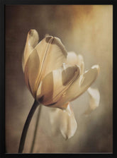 Pastel Tulip Poster