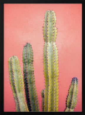 Pretty Pink Cactus Marrakech Poster