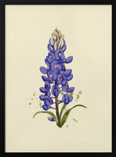 Bluebonnet 2 Poster