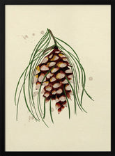 Maine White Pine Cone Copy Poster