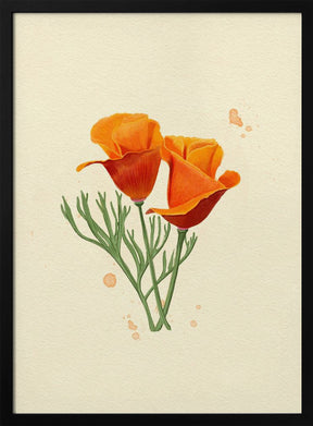 California Poppy Poster