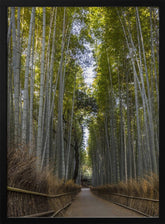 Mighty Arashiyama bamboo forest Poster