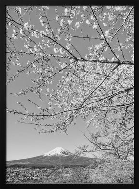 Charming view of Mount Fuji with cherry blossoms - monochrome Poster