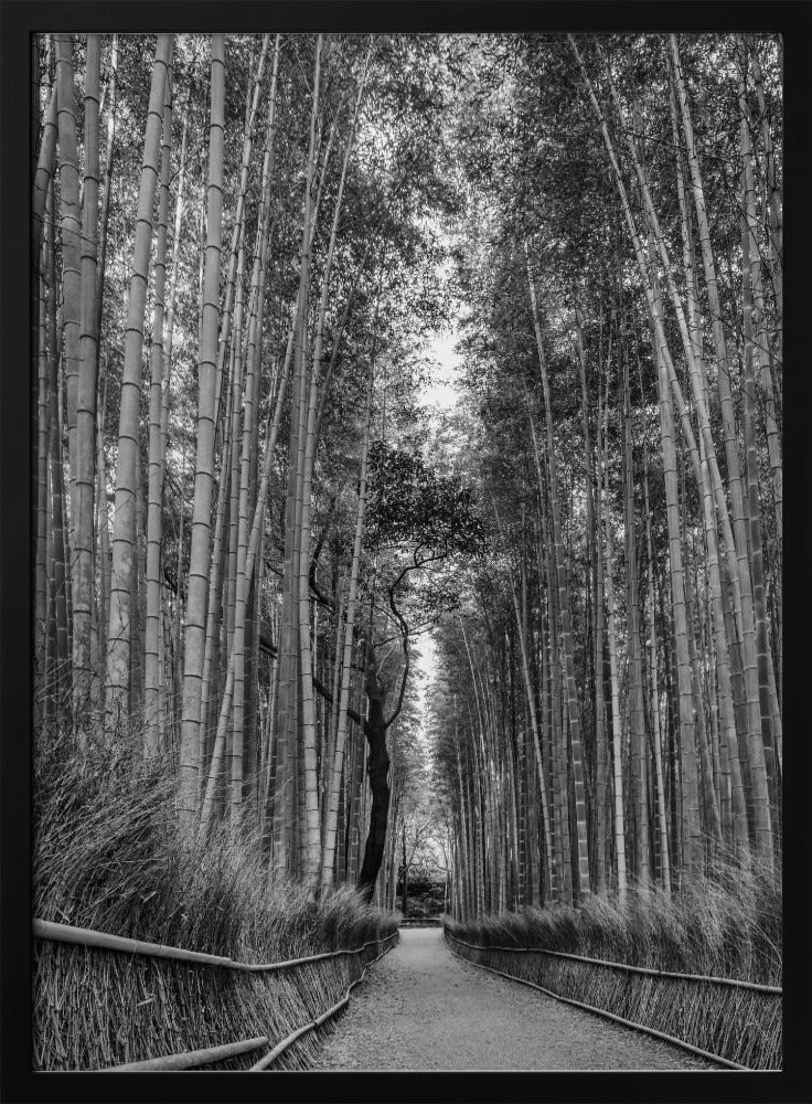 Mighty Arashiyama bamboo forest - monochrome Poster