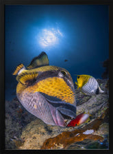 Titan triggerfish Poster