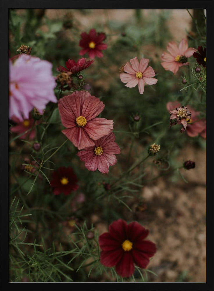 Pink Coral Flowers Poster