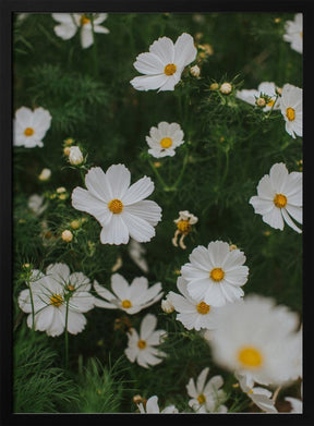 White Flowers Poster