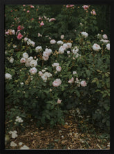 Moody Roses Poster