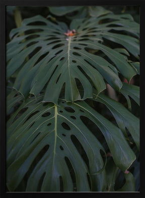 Monstera Poster