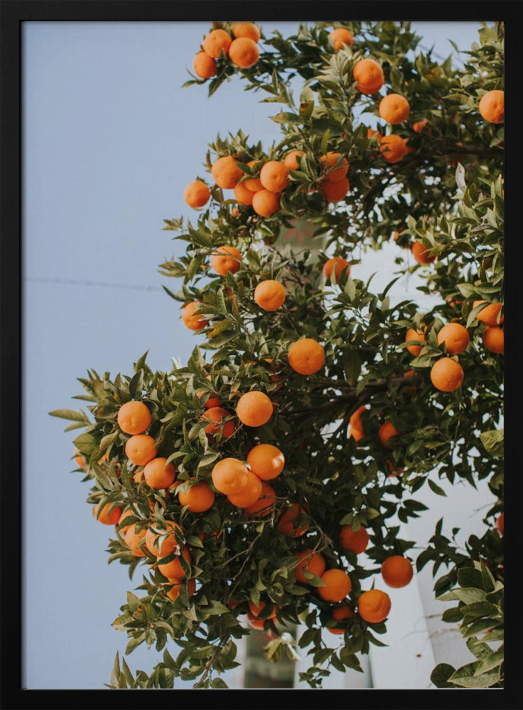 Oranges in Seville Poster