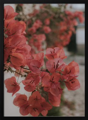 Pink Bougainvilleas Poster