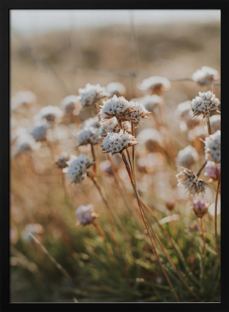 Beach Flora Poster