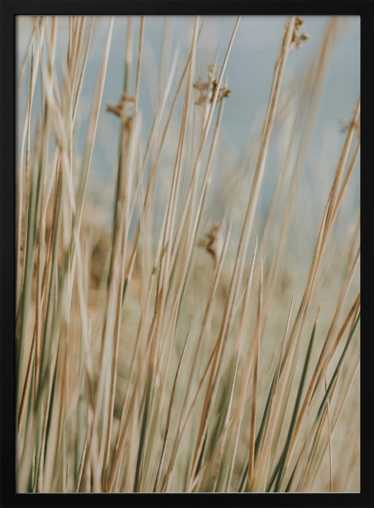 Dunes Flora Poster