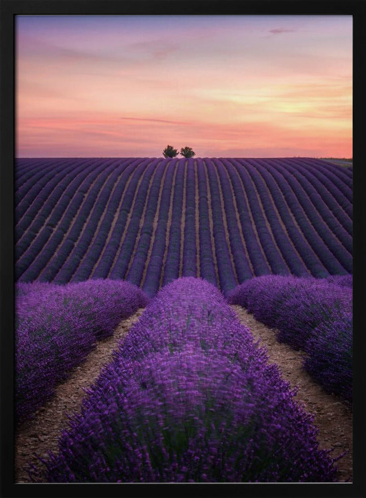 Lavender fild Poster