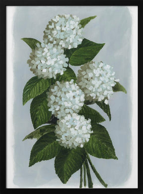 Bluma hydrangea bouquet Poster