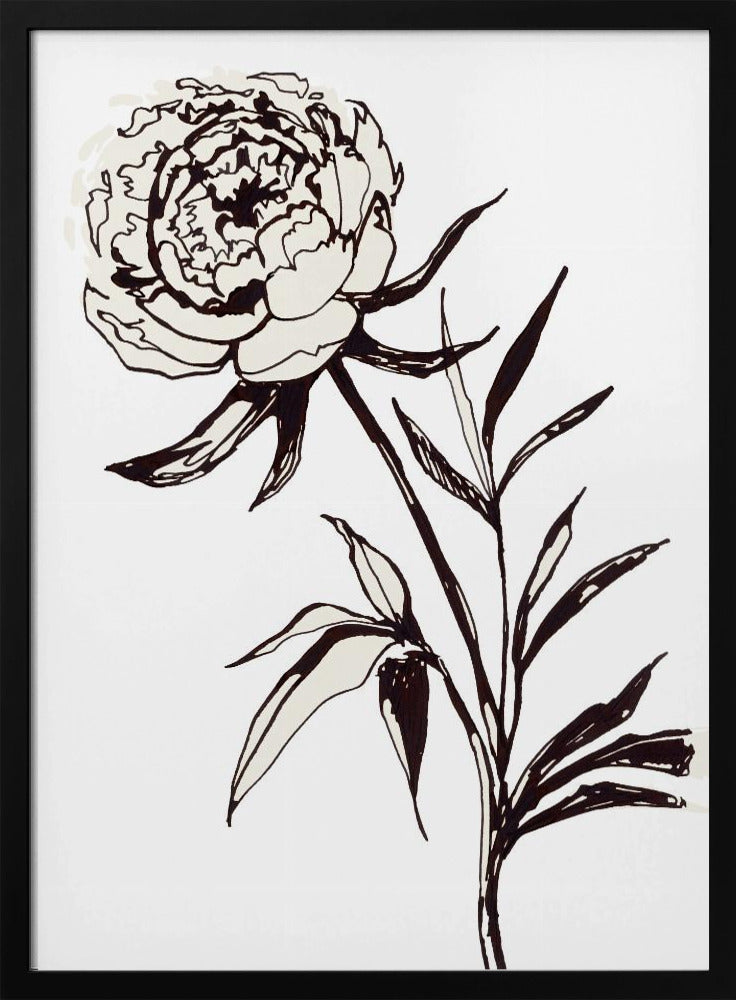 Loose peony ink sketch Poster