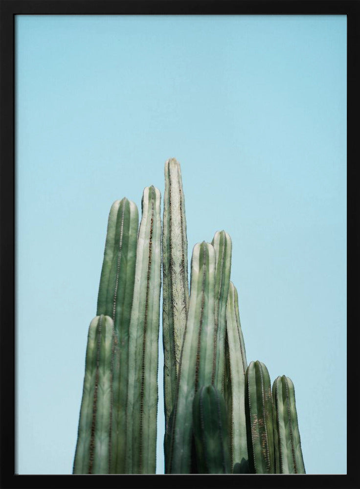 Tall Cacti Poster