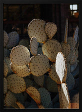 Tucson Cacti Poster