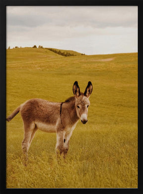 Yes, Donkey Poster