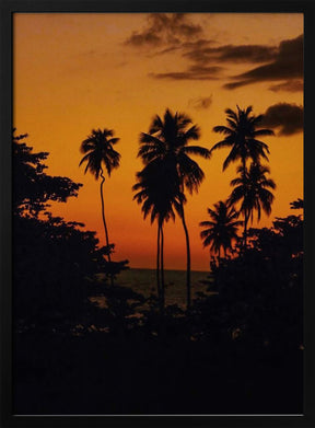 Squiggly Palm Sunset Poster