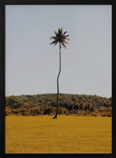 Puerto Rican Palm Tree Poster