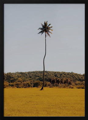 Puerto Rican Palm Tree Poster