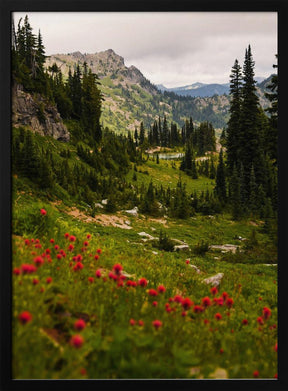 Mount Rainier Paintbrush Poster