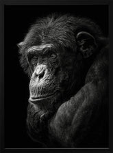 Chimpanzee Poster