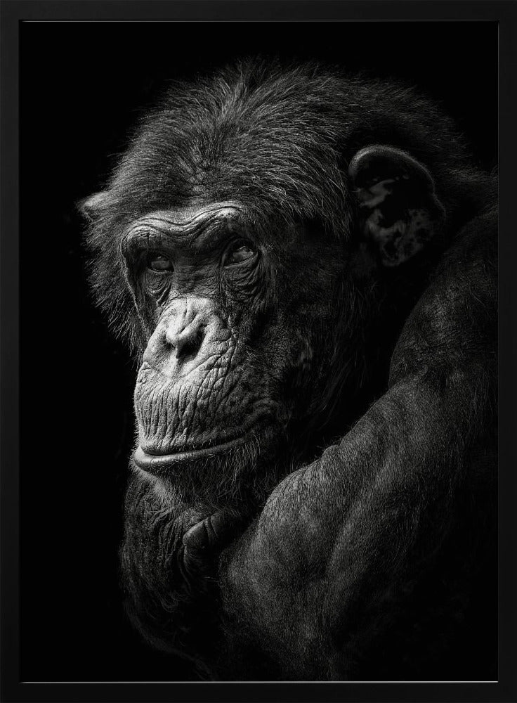 Chimpanzee Poster