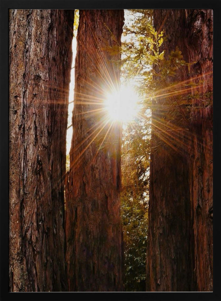 Redwood Forest Poster