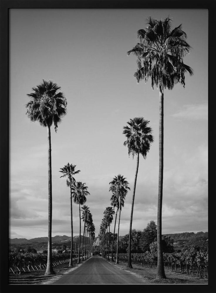 Palm Row II Poster